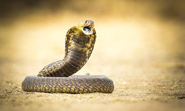 Things That Slither! - Australian Photography